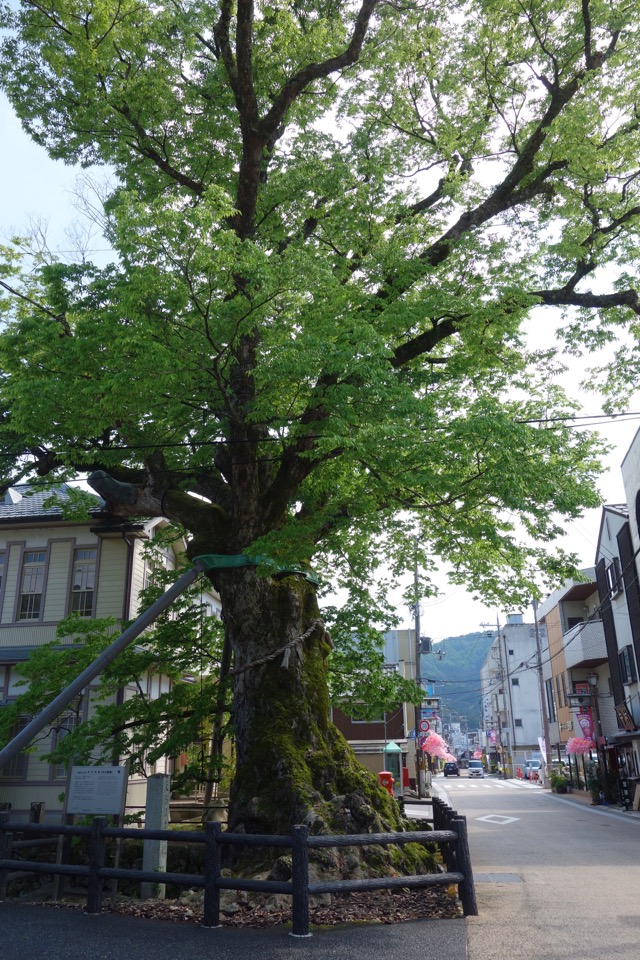 木の根橋