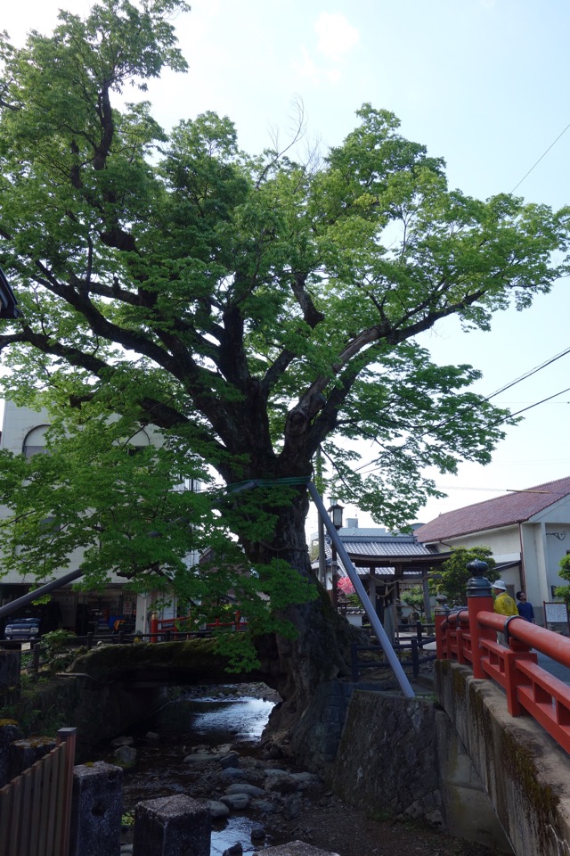 木の根橋