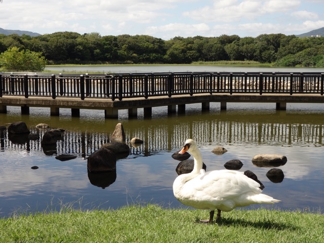 昆陽池公園