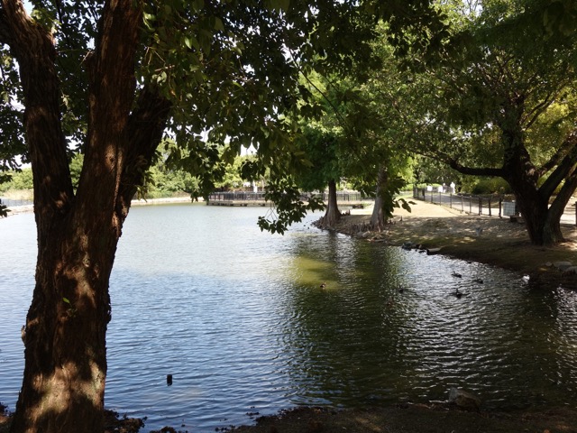 昆陽池公園