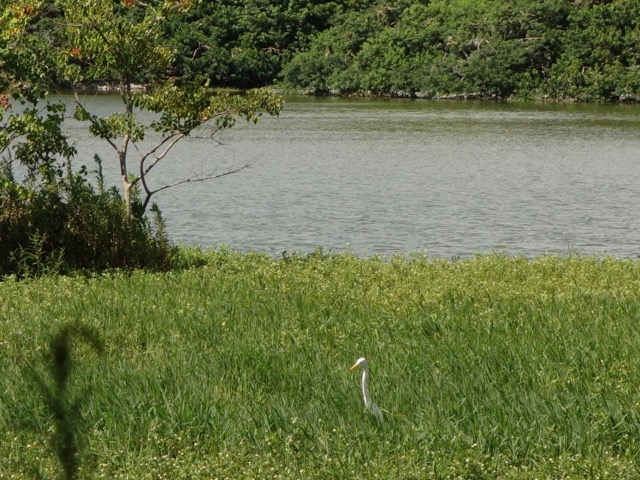 昆陽池公園