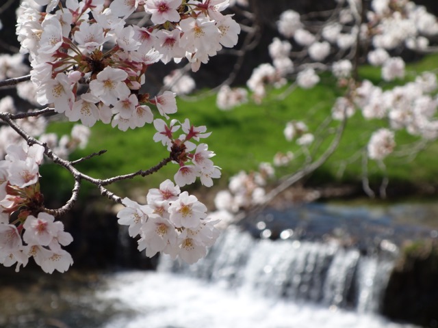 芦屋川