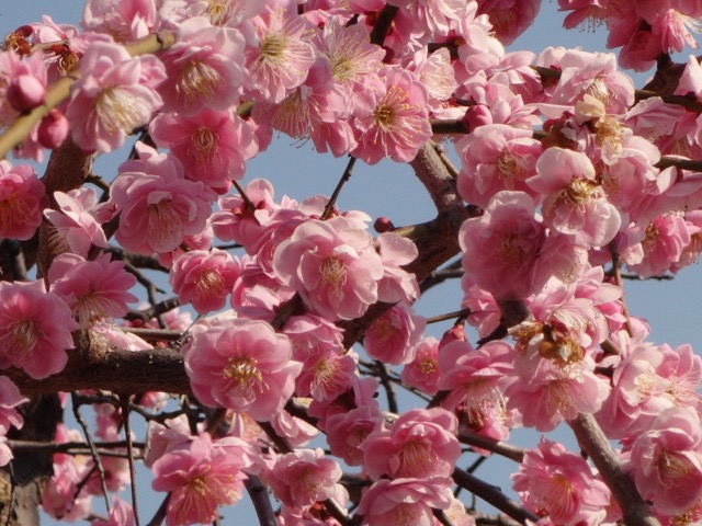 岡本梅林公園