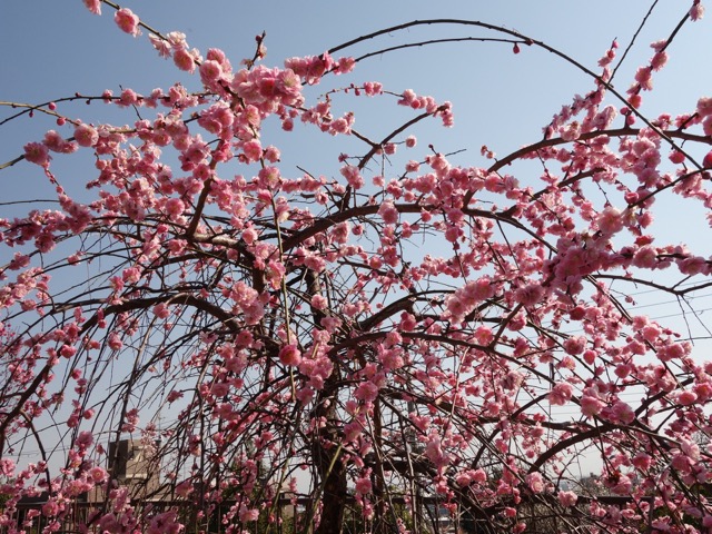 岡本梅林公園