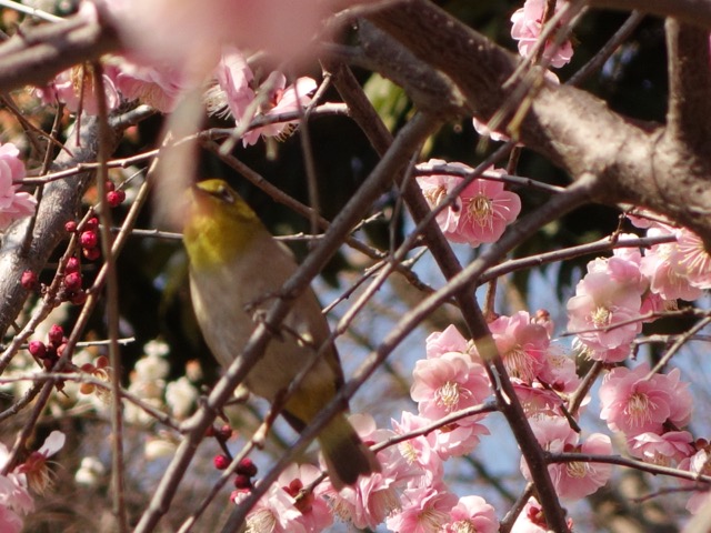 岡本梅林公園