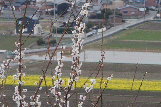 綾部山梅林