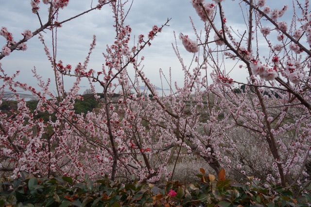 綾部山梅林