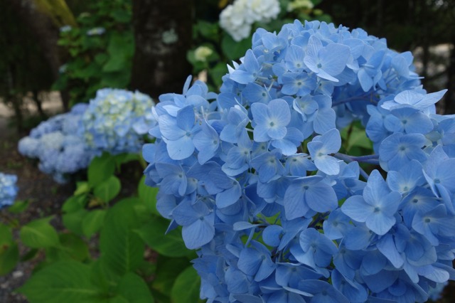 篠山玉水ゆり園