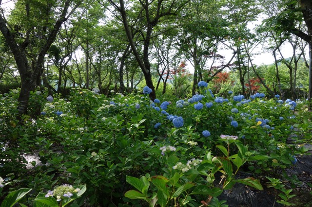 篠山玉水ゆり園