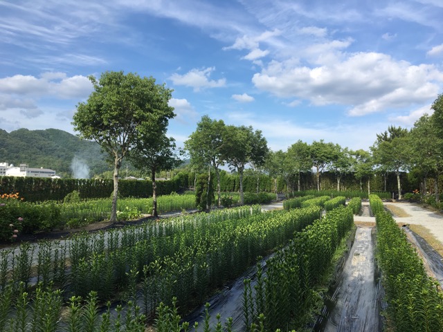 篠山玉水ゆり園