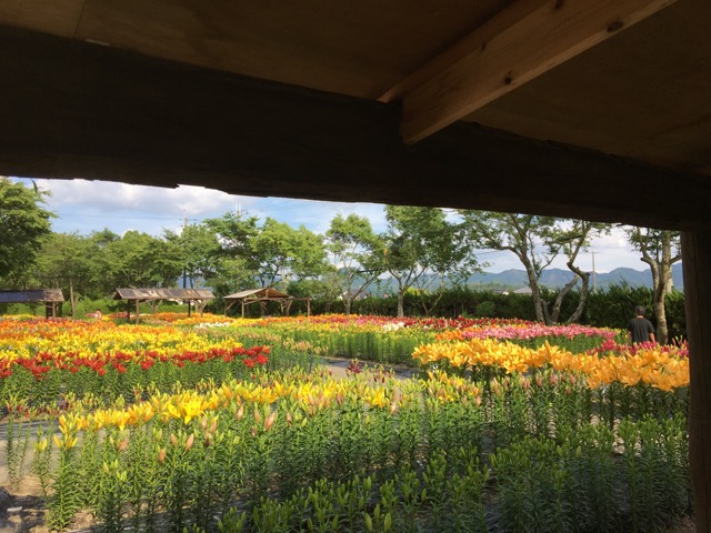 篠山玉水ゆり園