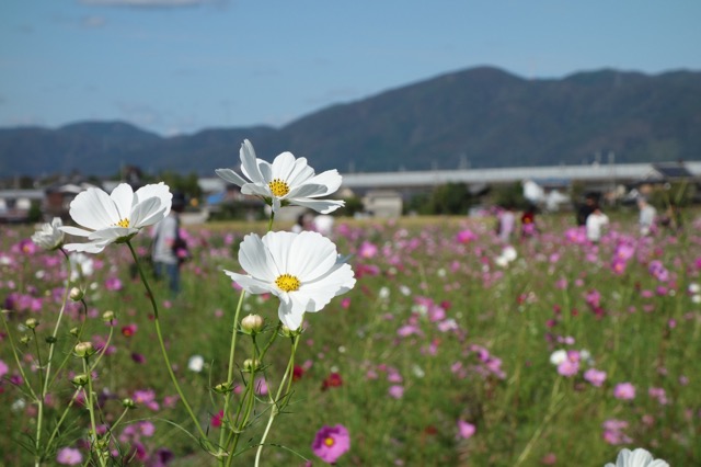 夢コスモス園