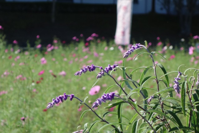 夢コスモス園