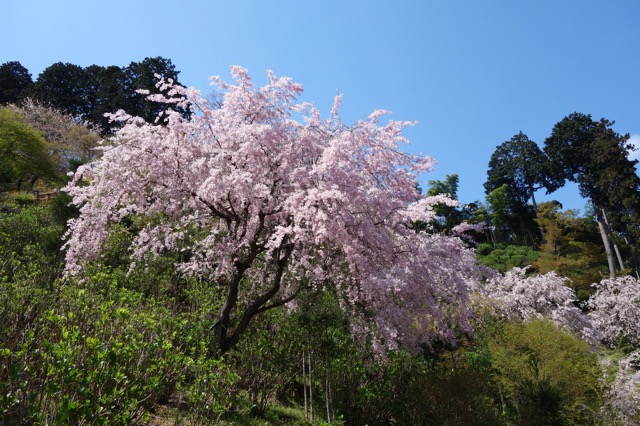 善峯寺