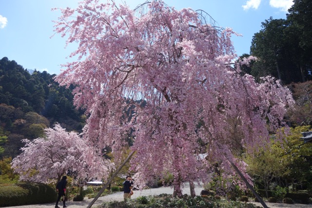 善峯寺