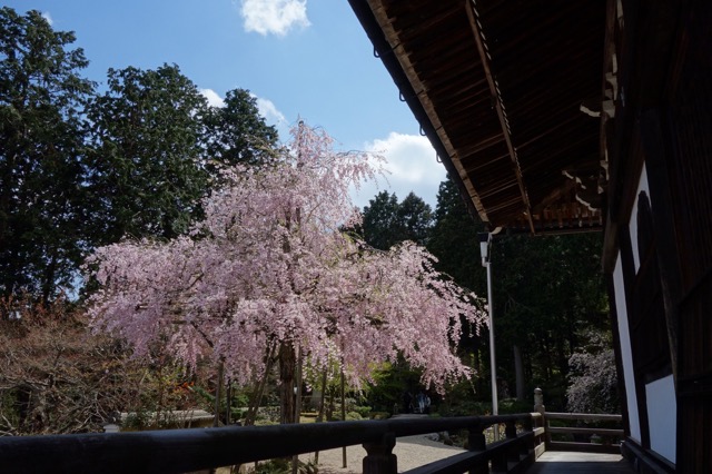 善峯寺