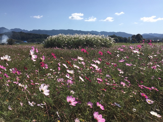 藤原宮跡のコスモス