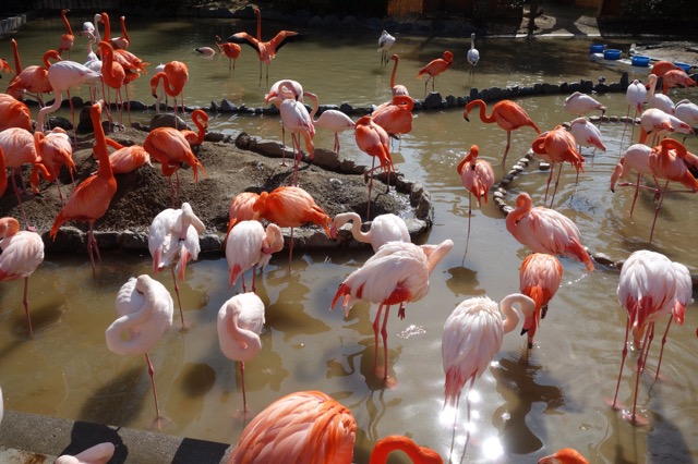 王子動物園