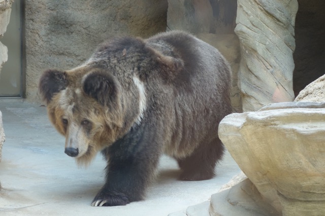 王子動物園