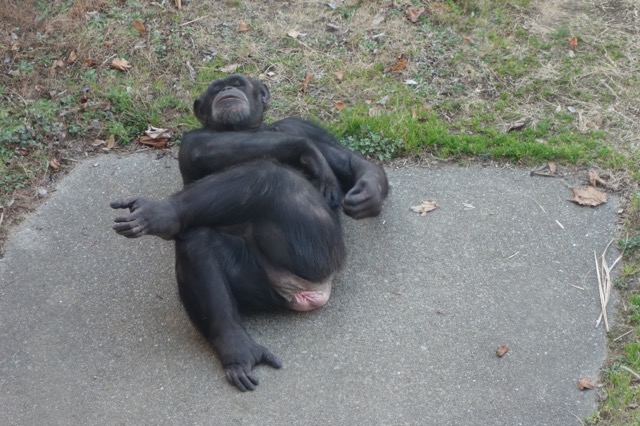 王子動物園