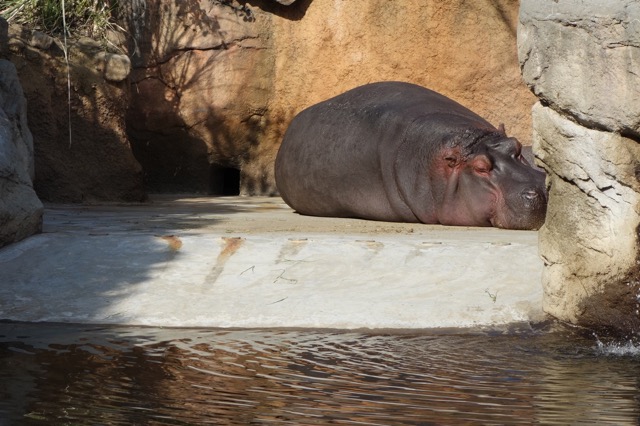 王子動物園