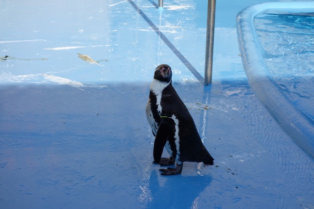 王子動物園