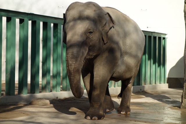 王子動物園