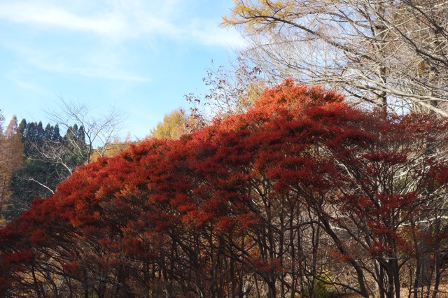 六甲高山植物園