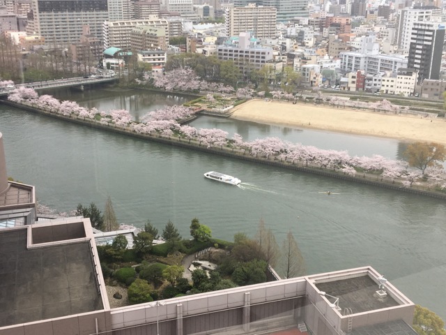 大川さくらクルース