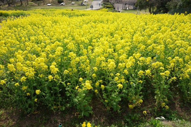 神戸総合運動公園