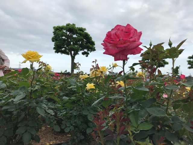 荒牧バラ公園