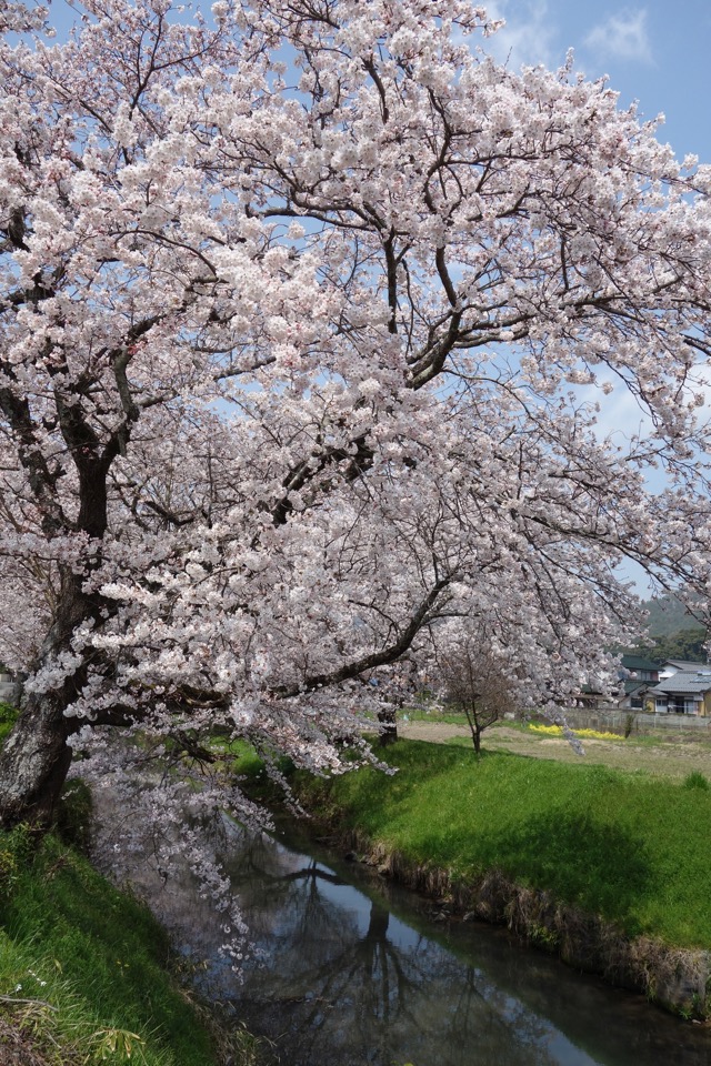 柏原川桜堤・黒井川桜堤