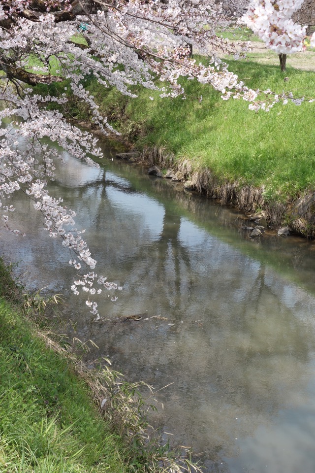 柏原川桜堤・黒井川桜堤