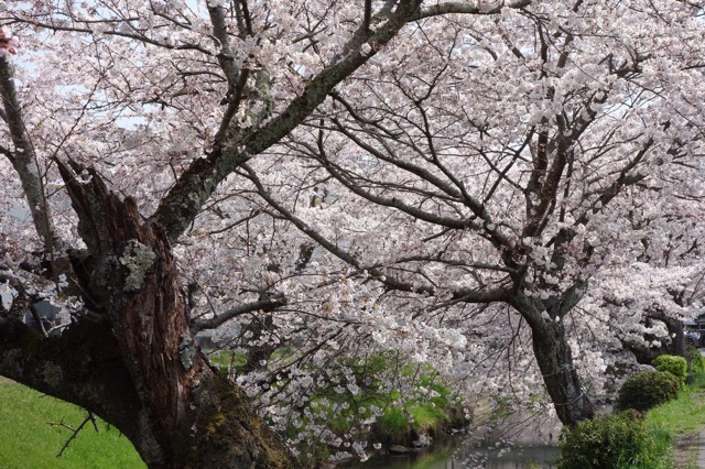 柏原川桜堤・黒井川桜堤