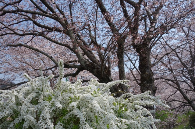 柏原川桜堤・黒井川桜堤