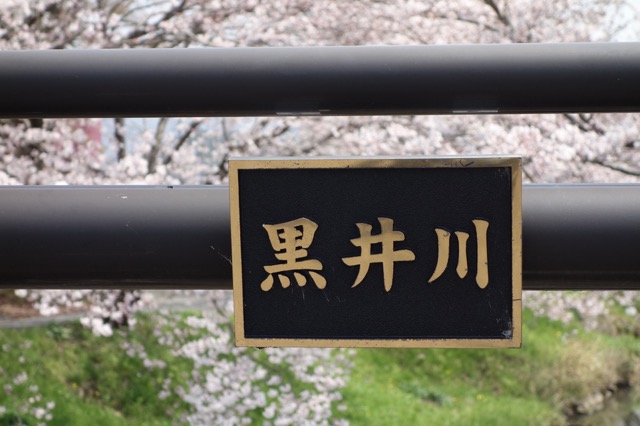 柏原川桜堤・黒井川桜堤