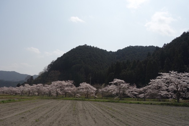 柏原川桜堤・黒井川桜堤