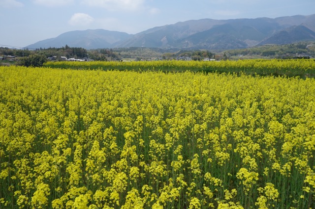 奈義町菜の花祭り