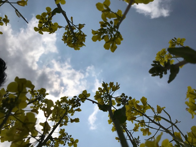 奈義町菜の花祭り