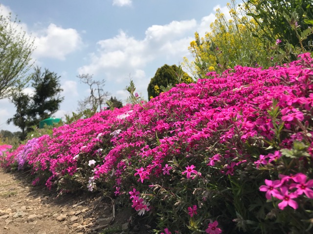 奈義町菜の花祭り