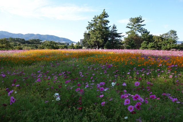 武庫川髭の渡しコスモス園