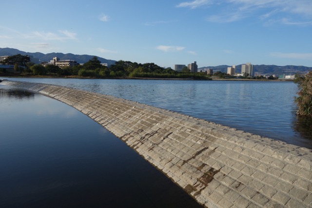 武庫川髭の渡しコスモス園