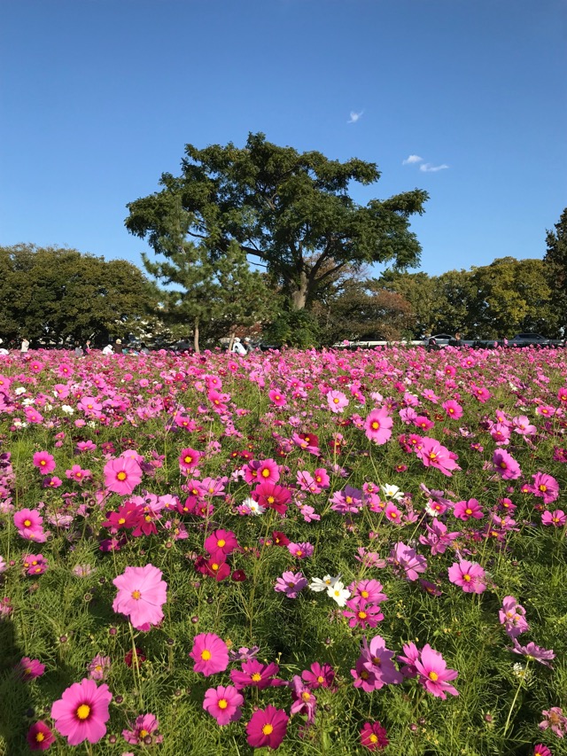 武庫川髭の渡しコスモス園