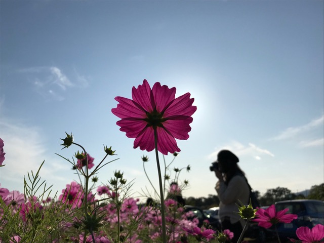 武庫川髭の渡しコスモス園