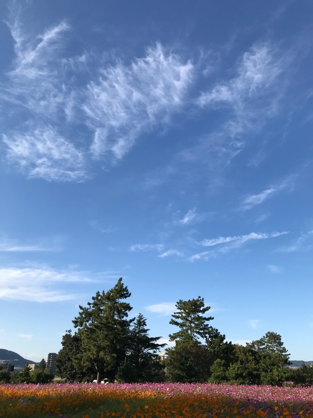 武庫川髭の渡しコスモス園