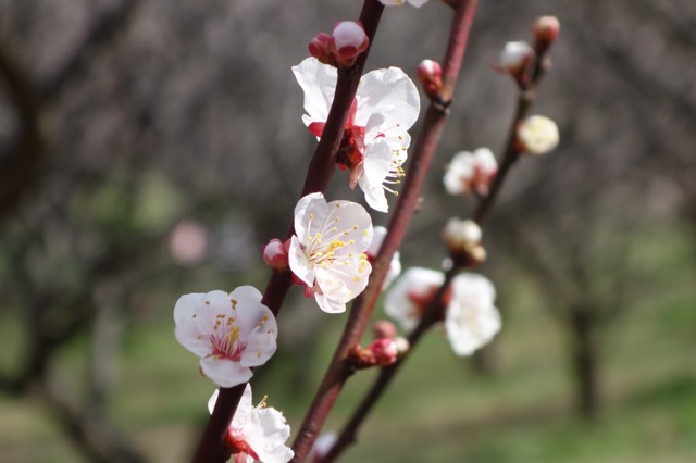 石ケ谷公園