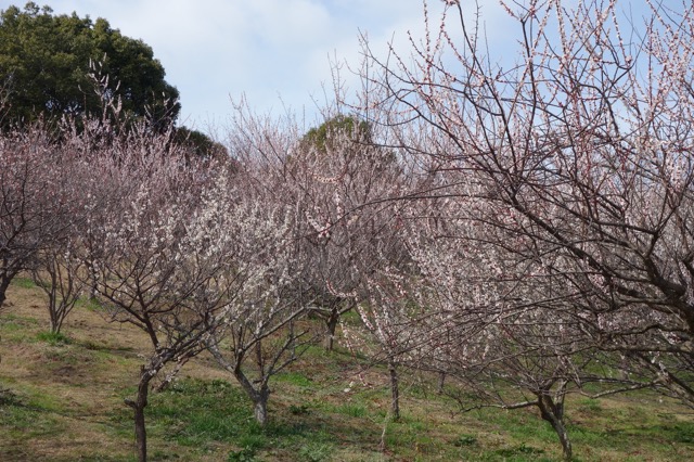 石ケ谷公園