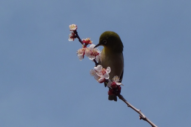 石ケ谷公園