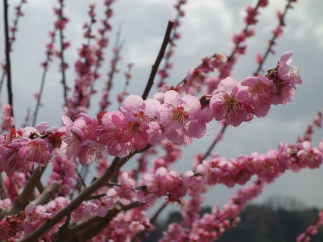 真福寺