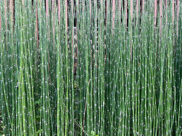 京都府立植物園